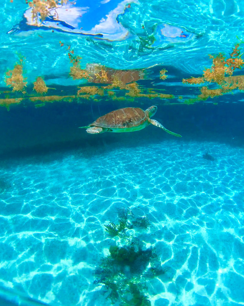 Sea Turtle Caye Caulker Snorkelling