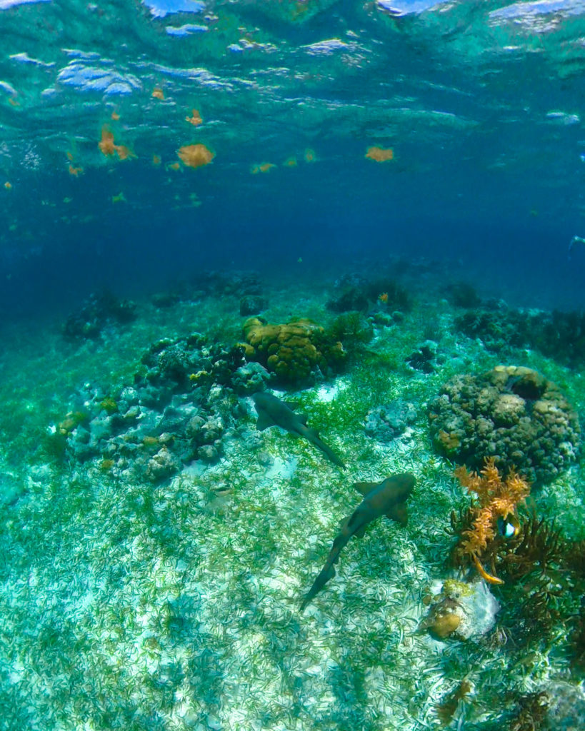 Caye Caulker Snorkelling