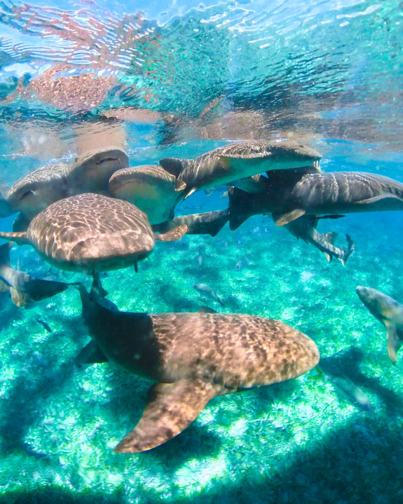 Nurse Sharks Shark Ray Alley Caye Caulker