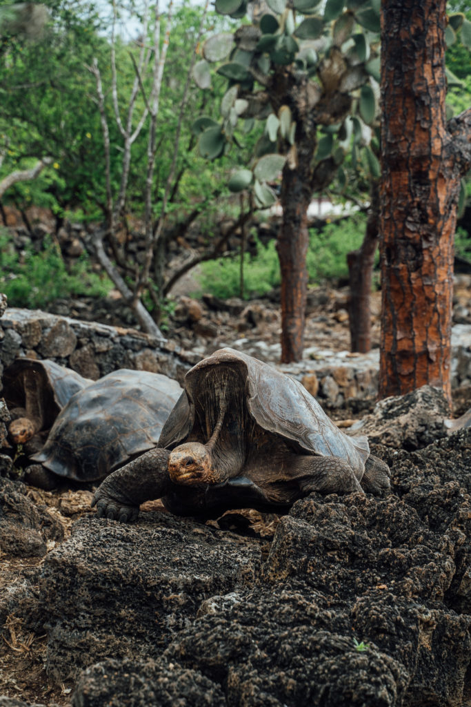 Charles Darwin Research Centre Santa Cruz Galapagos Islands