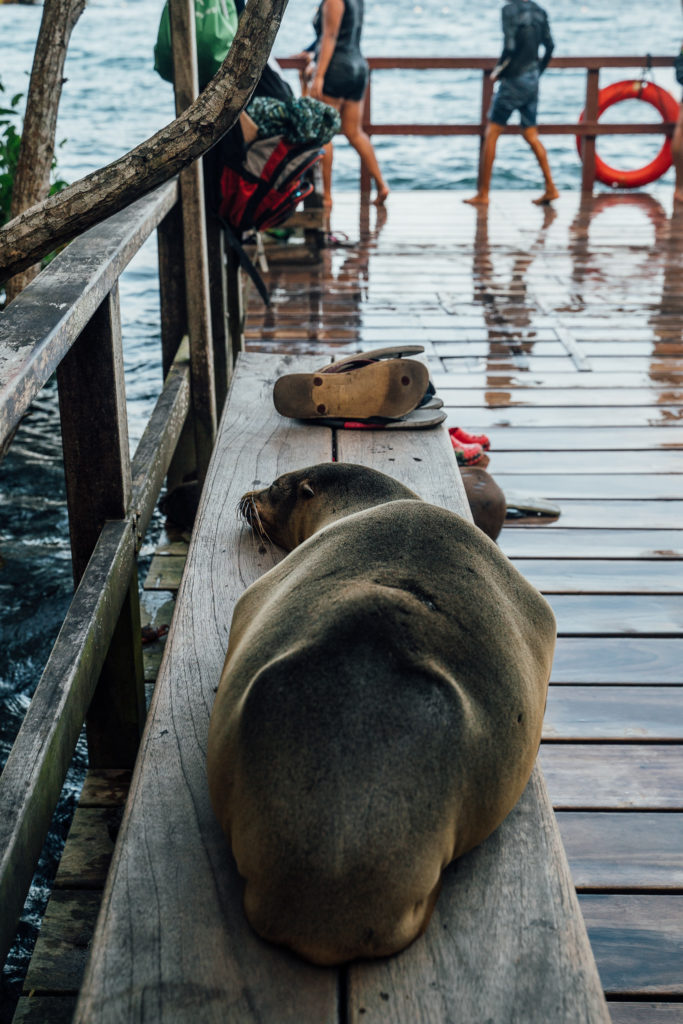 Sea Lion Concha de Perla Isabella Galapagos Islands