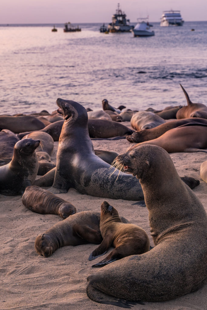 Sea Lions San Cristobal Galapagos Islands