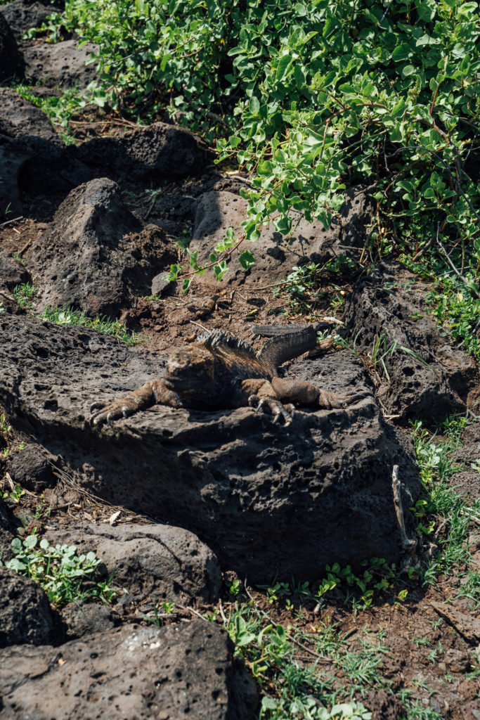 Marine Iguana San Cristobal