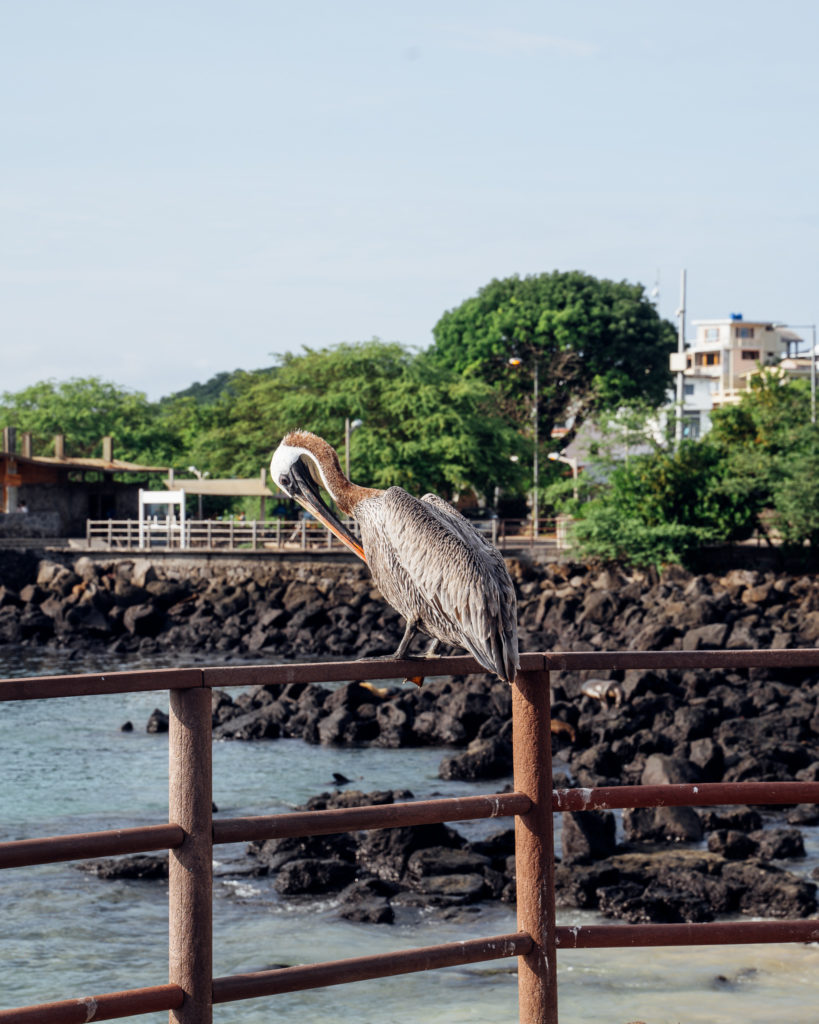 Pelican along the Malecon San Cristobal Galapagos
