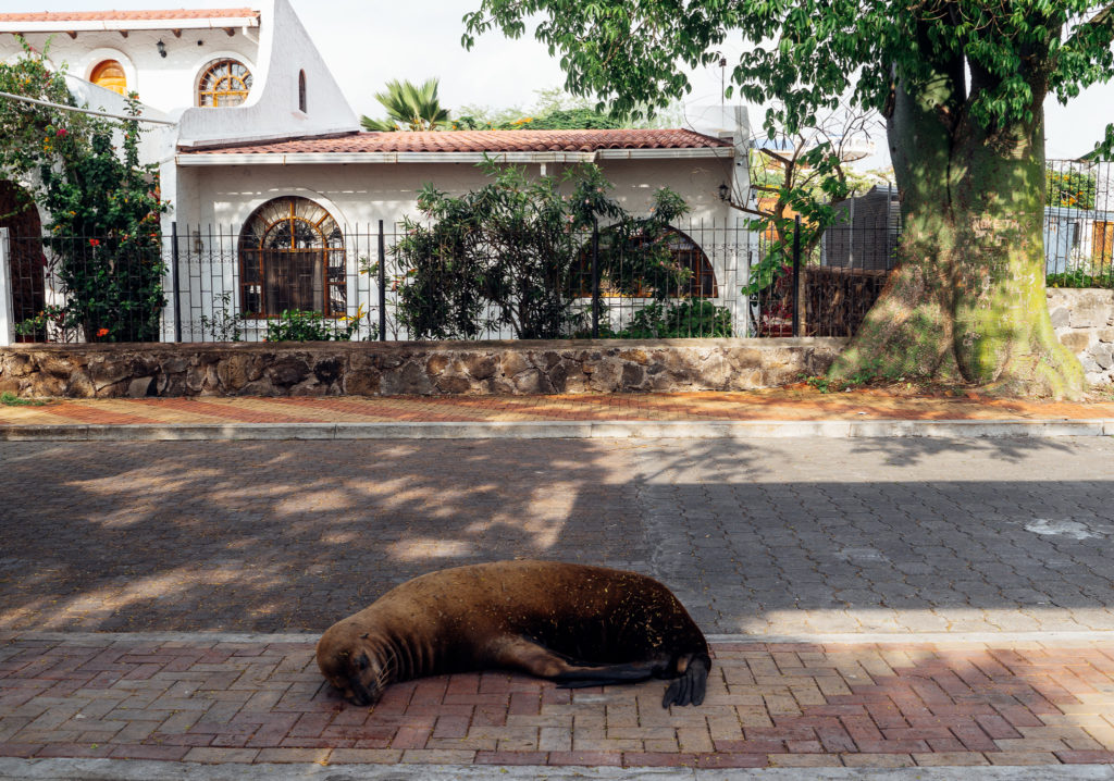 Sea Lion San Cristobal Galapagos