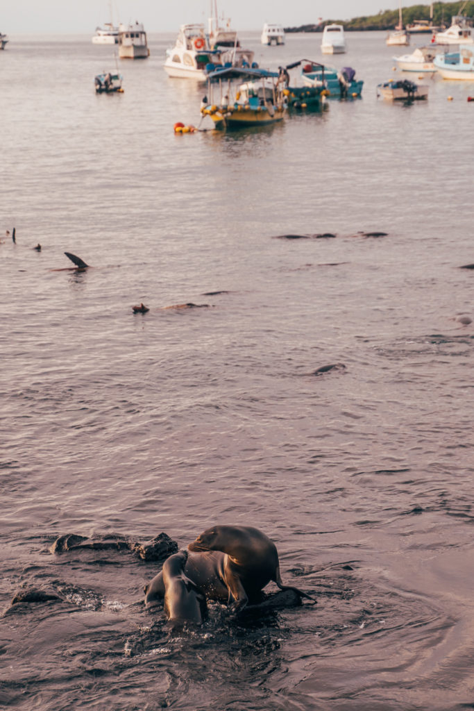 Sea Lion San Cristobal Galapagos