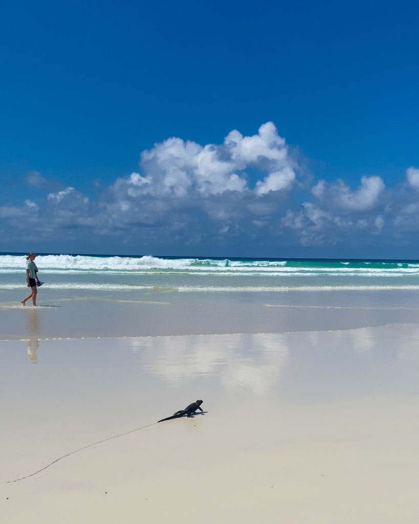 Tortuga Bay Santa Cruz Galapagos Islands