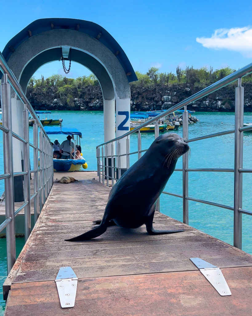 Puerto Ayora Water Taxi Santa Cruz Galapagos Islands