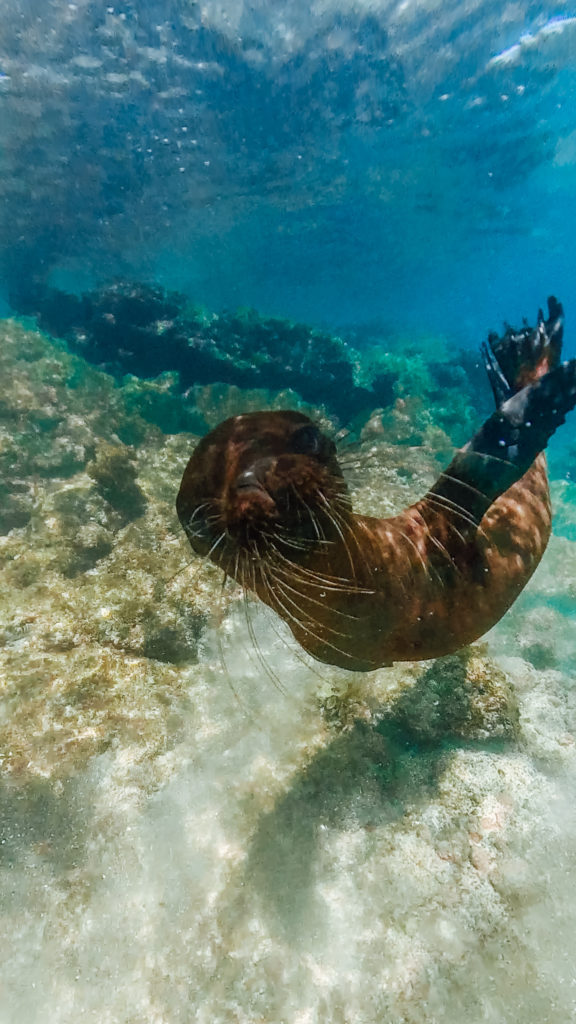 Baby Sea Lion Isabella Galapagos Islands