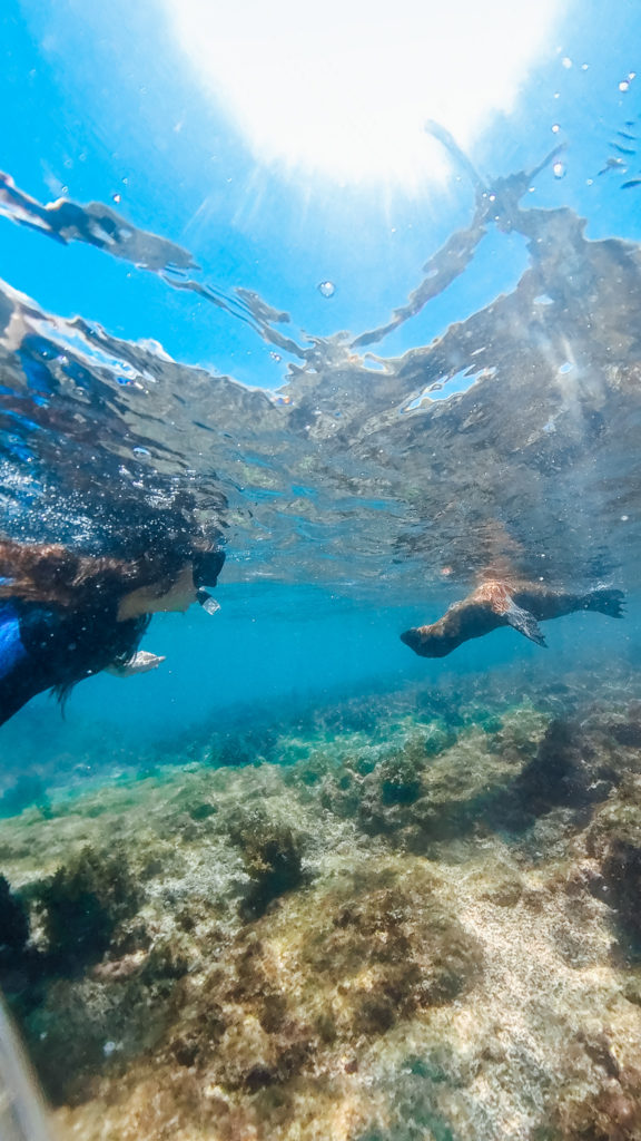 Snorkelling Isabella Galapagos Islands