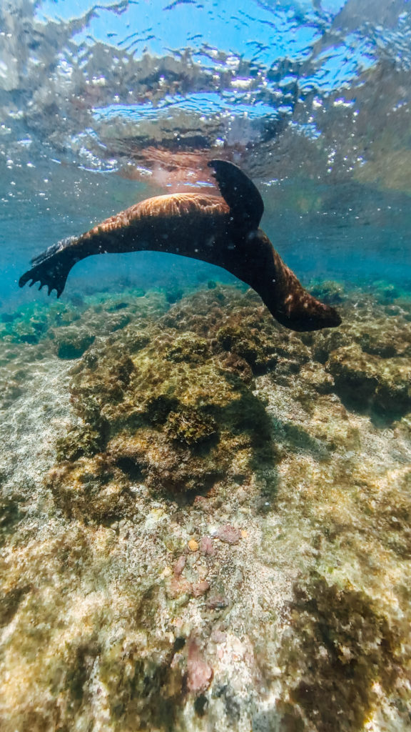 Baby Sea Lion Isabella Galapagos Islands 