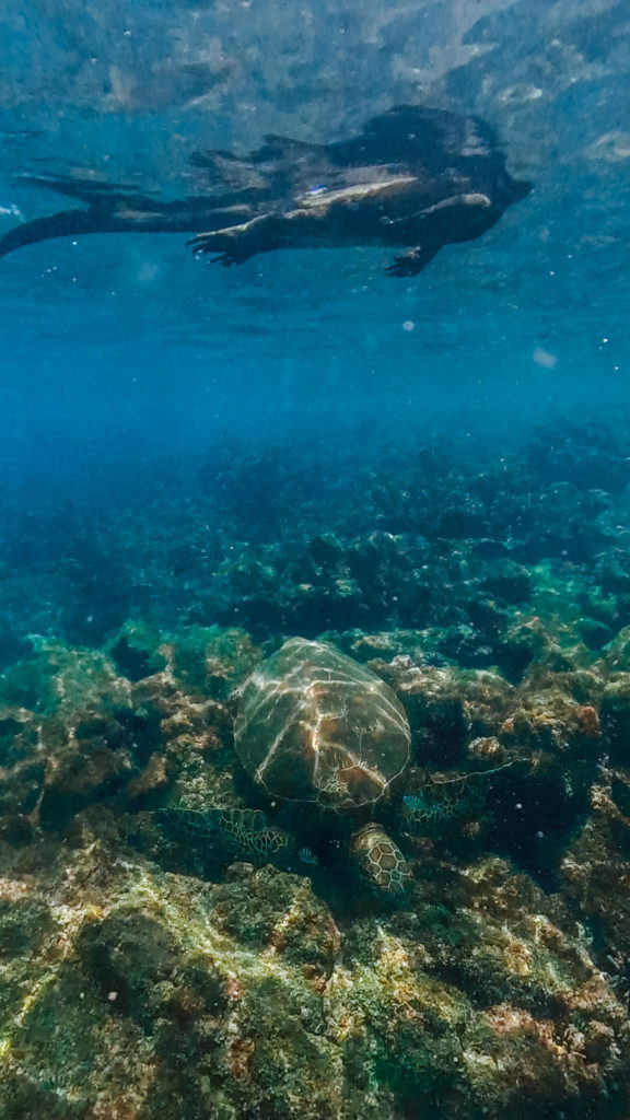 Snorkelling Isabella Galapagos Islands