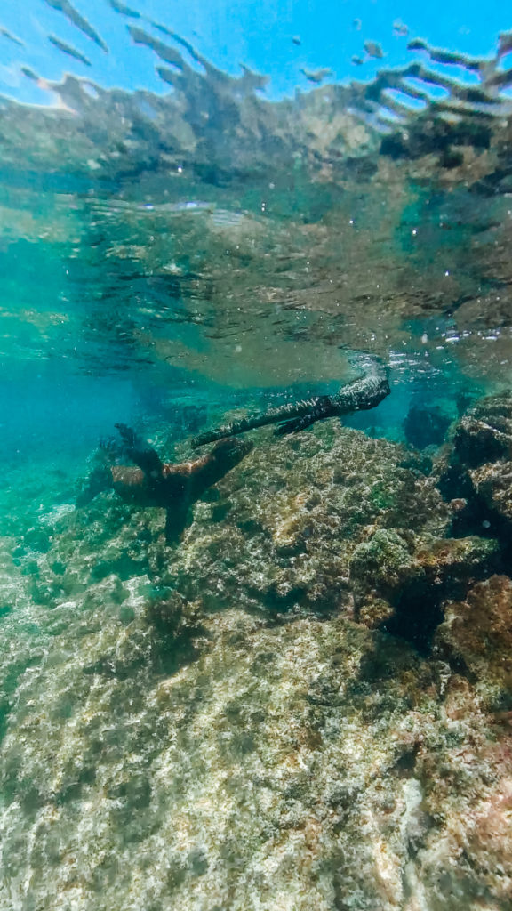 Baby Sea Lion and marine iguana Isabella Galapagos Islands