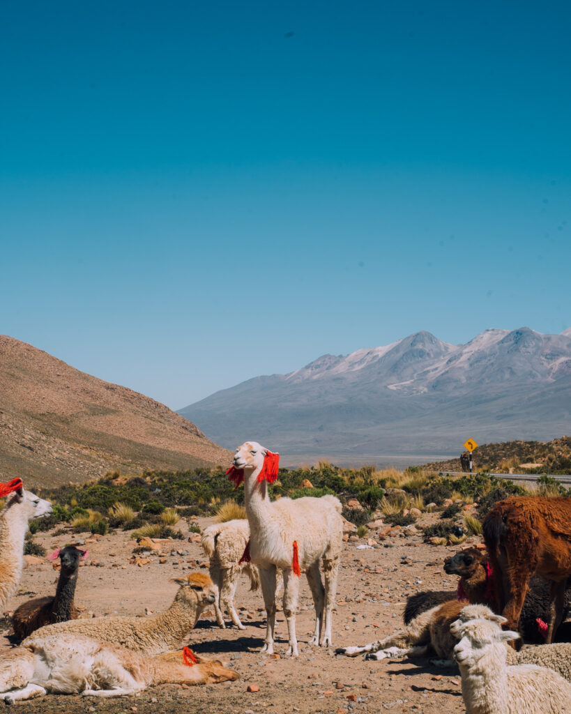 places to visit in peru colca canyon llamas