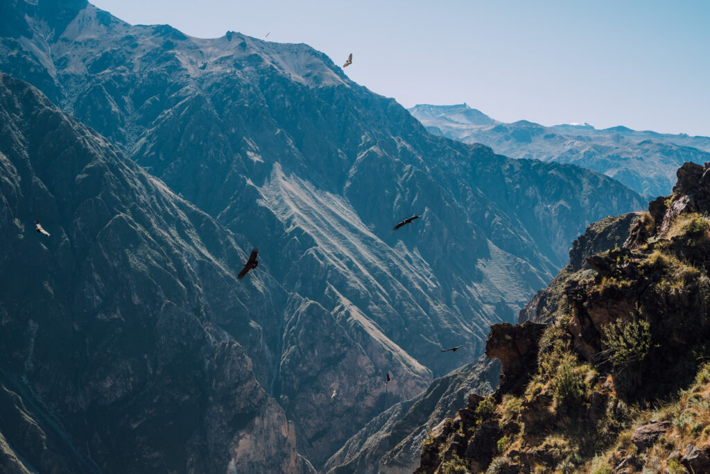 Andean Condor Colca Canyon